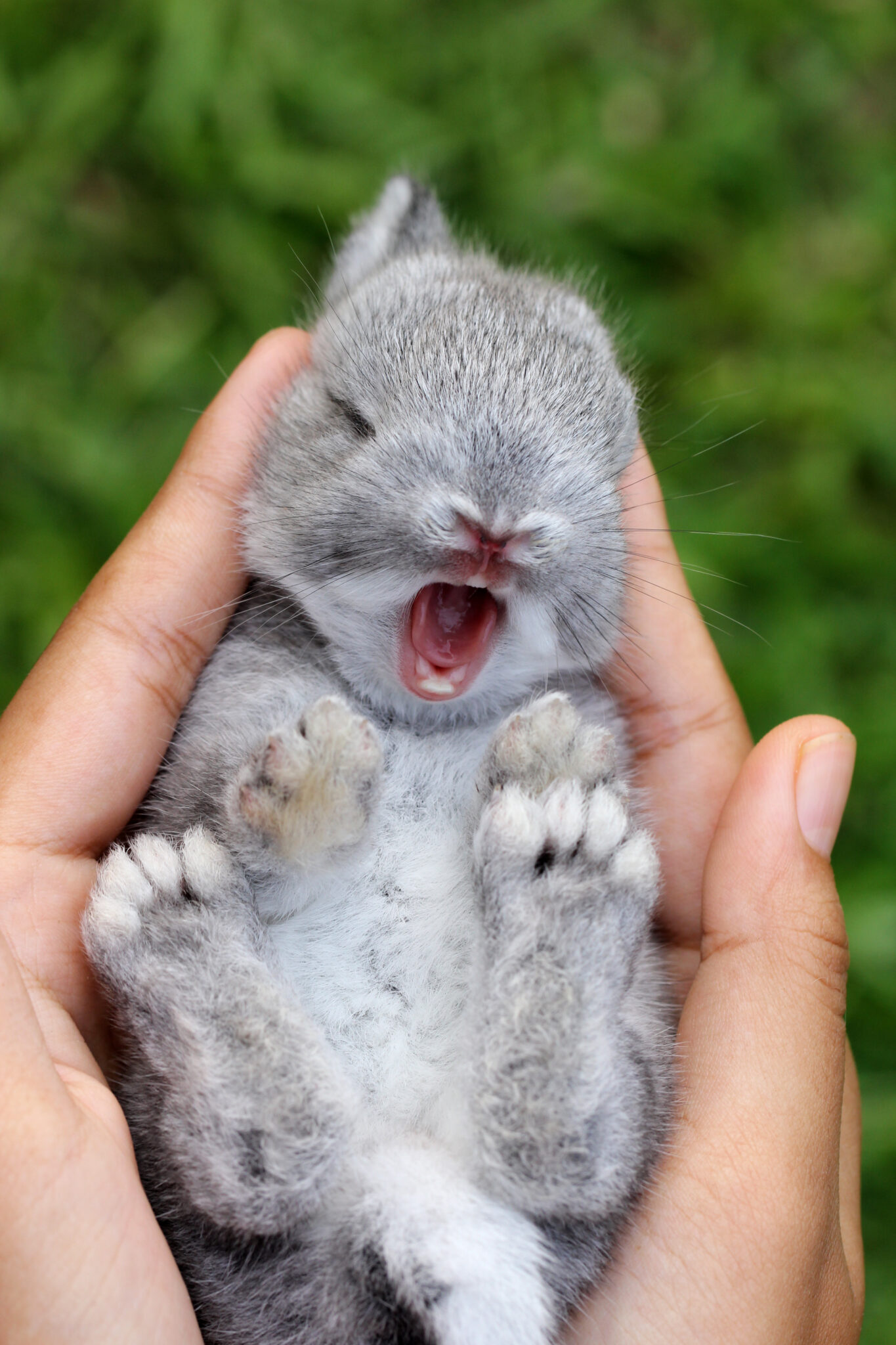 Photo inspiration: Gallery Detail: Housebreaking Your Rabbit